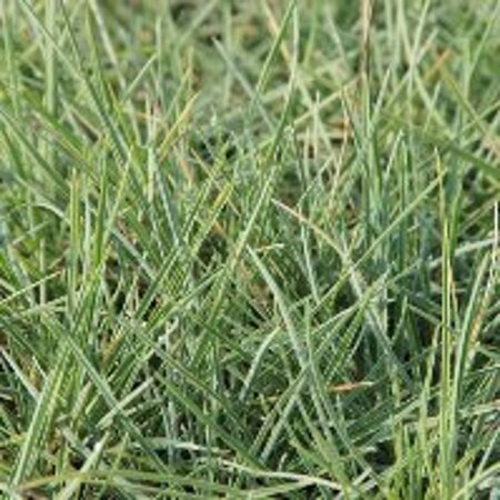 Sesleria nitida geen maat specificatie 0,55L/P9cm - afbeelding 2