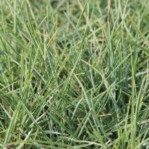 Sesleria nitida geen maat specificatie 0,55L/P9cm - afbeelding 2