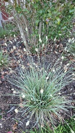 Sesleria nitida geen maat specificatie 0,55L/P9cm - afbeelding 4