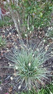 Sesleria nitida geen maat specificatie 0,55L/P9cm - afbeelding 4