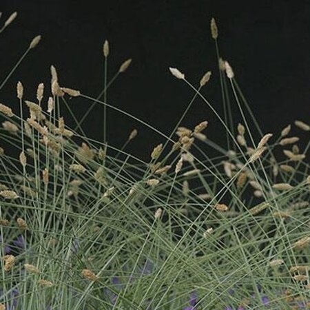 Sesleria nitida geen maat specificatie 0,55L/P9cm - afbeelding 2