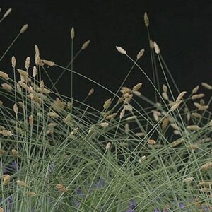 Sesleria nitida geen maat specificatie 0,55L/P9cm - afbeelding 2