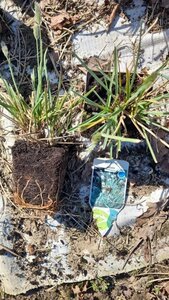 Sesleria nitida geen maat specificatie 0,55L/P9cm - afbeelding 2