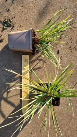 Sesleria nitida geen maat specificatie 0,55L/P9cm - afbeelding 3