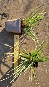 Sesleria nitida geen maat specificatie 0,55L/P9cm - afbeelding 3