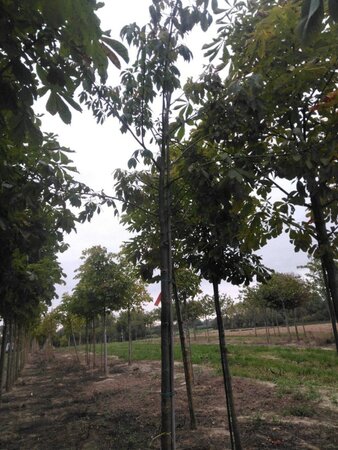 Aesculus flava 'Vestita' 16-18 Hoogstam draadkluit 3 X verplant - afbeelding 2
