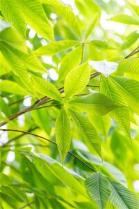 Aesculus flava 'Vestita' 16-18 Hoogstam draadkluit 3 X verplant