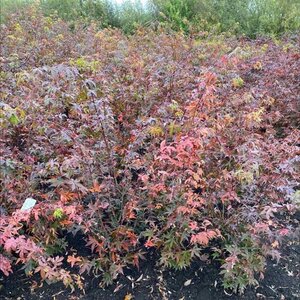 Acer pal. 'Osakazuki' 100-125 cm met kluit - afbeelding 5