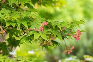 Acer pal. 'Osakazuki' 100-125 cm met kluit - afbeelding 3