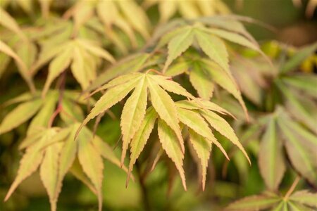 Acer pal. 'Osakazuki' 100-125 cm met kluit - afbeelding 4