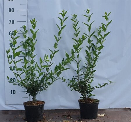 Ligustrum vulgare 40-60 cm cont. 2,0L - afbeelding 1