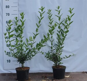 Ligustrum vulgare 40-60 cm cont. 2,0L