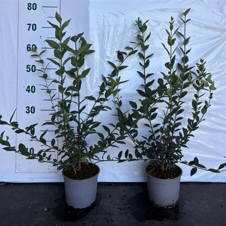Ligustrum vulgare 40-60 cm cont. 2,0L - afbeelding 3