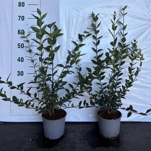 Ligustrum vulgare 40-60 cm cont. 2,0L - afbeelding 3