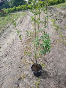 Ligustrum vulgare 40-60 cm cont. 2,0L - afbeelding 2
