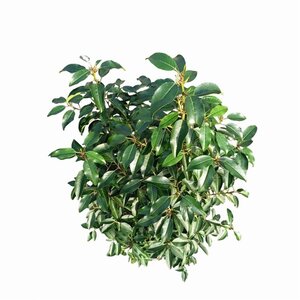 Prunus lusitanica 'Angustifolia' 80-100 cm cont. 10L - afbeelding 4