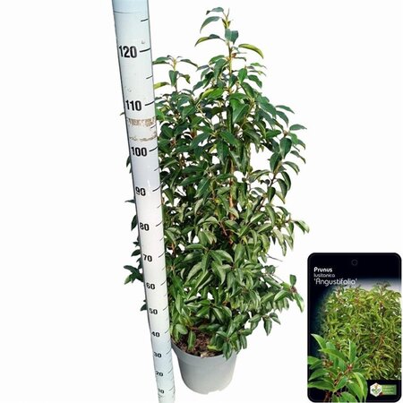 Prunus lusitanica 'Angustifolia' 80-100 cm cont. 10L - afbeelding 5