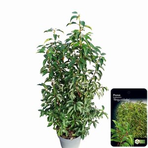 Prunus lusitanica 'Angustifolia' 80-100 cm cont. 10L - afbeelding 6