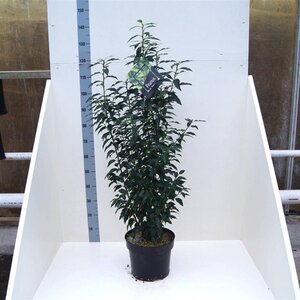 Prunus lusitanica 'Angustifolia' 80-100 cm cont. 10L - afbeelding 3