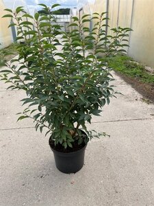 Prunus lusitanica 'Angustifolia' 80-100 cm cont. 10L - afbeelding 7