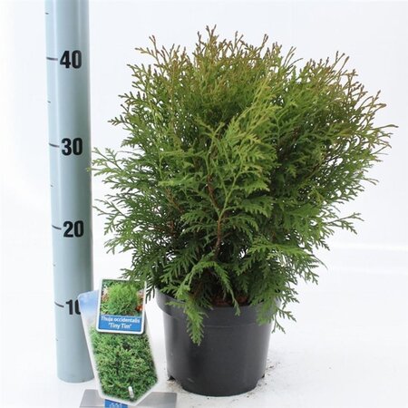Thuja occ. 'Tiny Tim' 20-25 cm cont. 3,0L - afbeelding 3