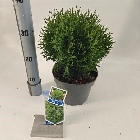Thuja occ. 'Tiny Tim' 20-25 cm cont. 3,0L - afbeelding 4