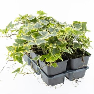 Hedera hel. 'Goldchild' geen maat specificatie 0,55L/P9cm - afbeelding 3