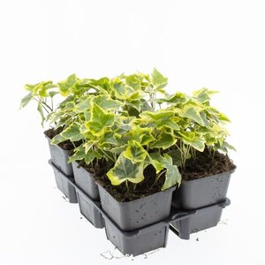 Hedera hel. 'Goldchild' geen maat specificatie 0,55L/P9cm - afbeelding 3