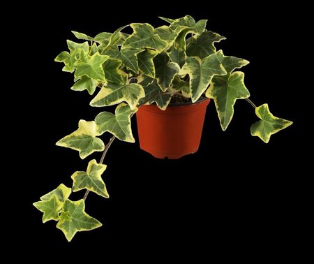 Hedera hel. 'Goldchild' geen maat specificatie 0,55L/P9cm - afbeelding 2