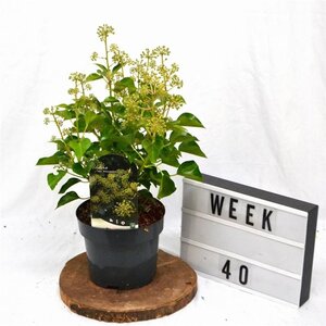 Hedera hel. 'Arborescens' 30-40 cm cont. 3,0L - afbeelding 4