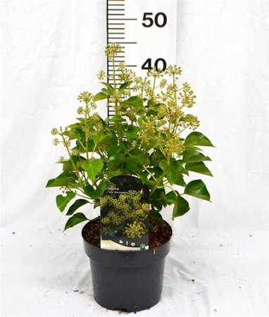 Hedera hel. 'Arborescens' 30-40 cm cont. 3,0L - afbeelding 5