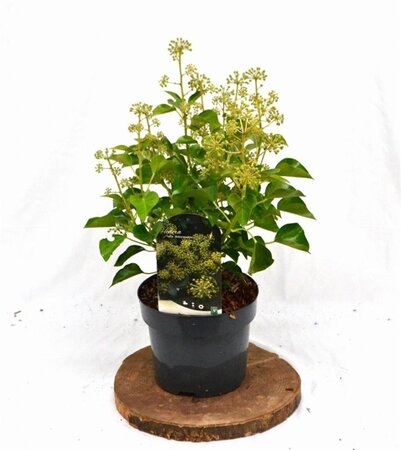 Hedera hel. 'Arborescens' 30-40 cm cont. 3,0L - afbeelding 6