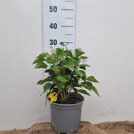 Hedera hel. 'Arborescens' 30-40 cm cont. 3,0L - afbeelding 3