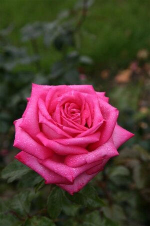 Rosa (T) Wedding Bells wortelgoed A kwaliteit - afbeelding 2