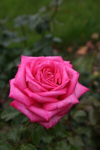 Rosa (T) Wedding Bells wortelgoed A kwaliteit - afbeelding 2