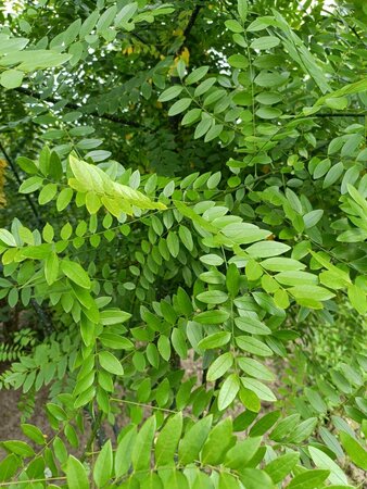 Styphnolobium japonicum = Sophora japonica 250-300 cm draadkluit meerstammig - afbeelding 2