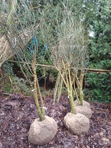 Styphnolobium japonicum = Sophora japonica 250-300 cm draadkluit meerstammig - afbeelding 3