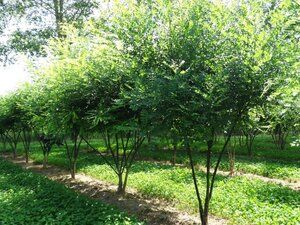 Styphnolobium japonicum = Sophora japonica 250-300 cm draadkluit meerstammig - afbeelding 5