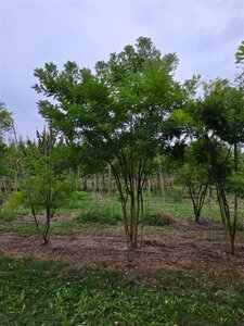 Styphnolobium japonicum = Sophora japonica 250-300 cm draadkluit meerstammig - afbeelding 7