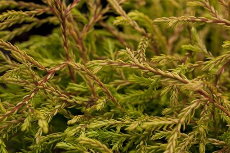 Thuja occ. 'Golden Tuffet' enkele U met rek wortelgoed - afbeelding 1