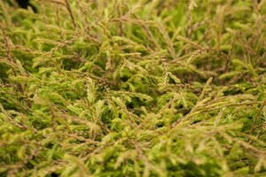 Thuja occ. 'Golden Tuffet' enkele U met rek wortelgoed - afbeelding 2