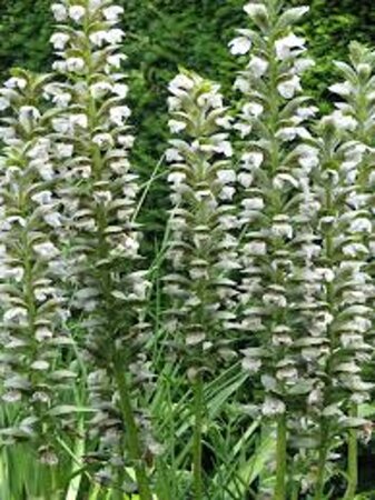 Acanthus mollis 'Rue Ledan' geen maat specificatie 0,55L/P9cm