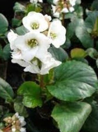 Bergenia 'Jelle' geen maat specificatie 0,55L/P9cm - afbeelding 1