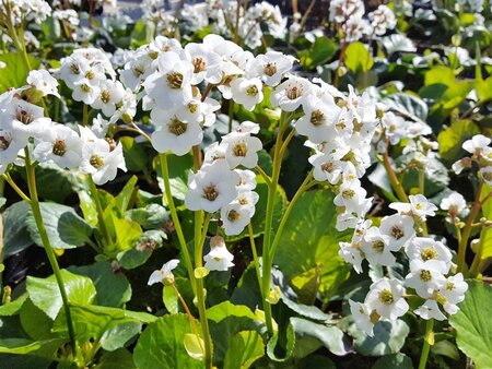 Bergenia 'Jelle' geen maat specificatie 0,55L/P9cm - afbeelding 3