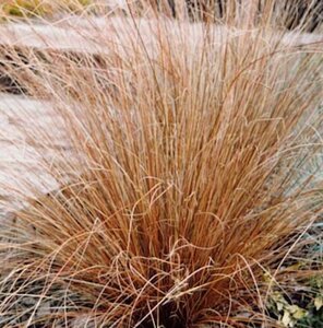 Carex buchananii geen maat specificatie 0,55L/P9cm - afbeelding 2