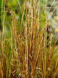 Carex buchananii geen maat specificatie 0,55L/P9cm - afbeelding 3