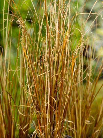 Carex buchananii geen maat specificatie 0,55L/P9cm - image 3