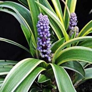 Liriope muscari 'Gold Banded' geen maat specificatie 0,55L/P9cm