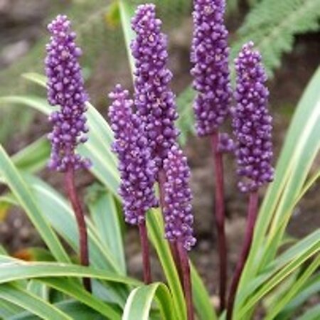 Liriope muscari 'Gold Banded' geen maat specificatie 0,55L/P9cm - afbeelding 2