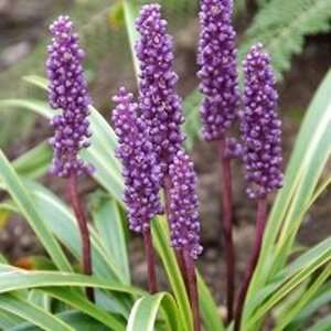 Liriope muscari 'Gold Banded' geen maat specificatie 0,55L/P9cm - afbeelding 2
